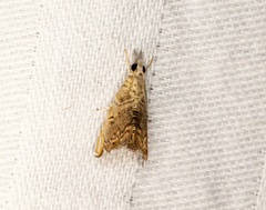 Glaucocharis subalbilinealis