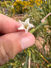 Nicotiana attenuata