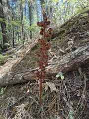 Pterospora andromedea, photograph (c) Dee Shea Himes, some rights reserved (CC BY)