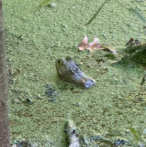 American Bullfrog