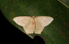Hemithea marina