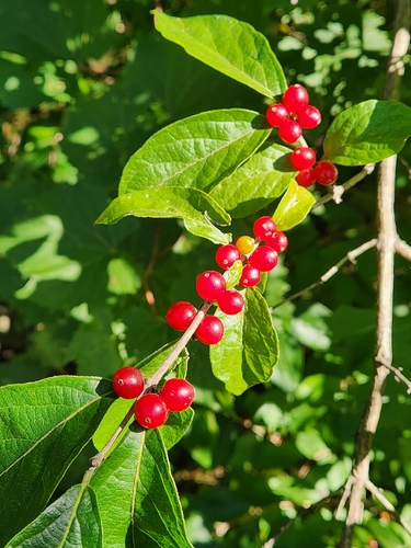 Amur honeysuckle
