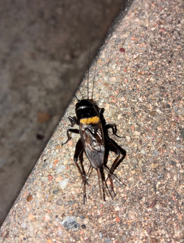 Southern Field Cricket