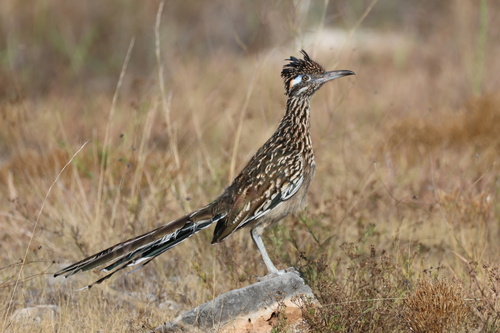 Greater Roadrunner