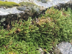 Selaginella wallacei, photograph (c) Syd Cannings, some rights reserved (CC BY)
