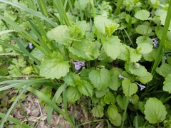 Glechoma hederacea