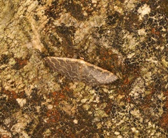 Idaea costiguttata