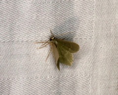 Idiochlora minuscula