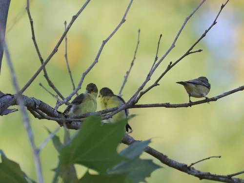 Lesser Goldfinch
