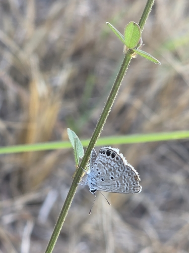 Ceraunus Blue