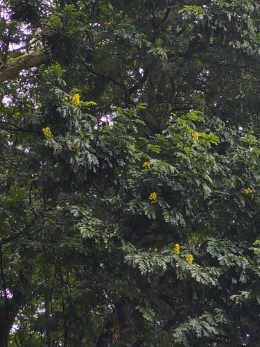 Paubrasilia echinata
