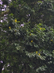 Paubrasilia echinata