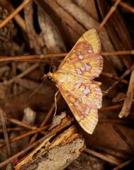 Ischnurges gratiosalis