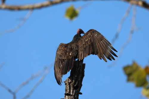 Turkey Vulture