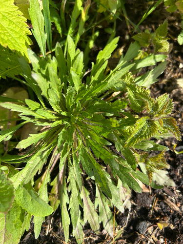 horseweed