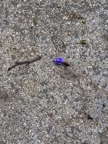 Bowdichia virgilioides observed 2026-09-18