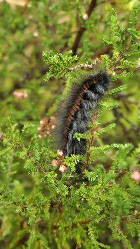 Fox Moth