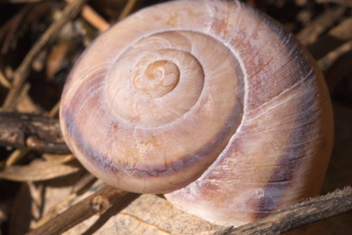 Chiricahua Talussnail