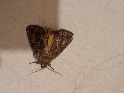 Straw Underwing
