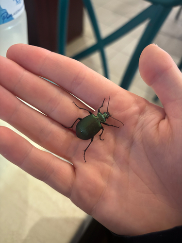 Green Carab Beetle