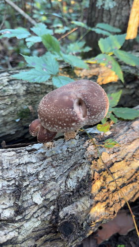 Shiitake