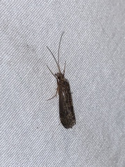Annulipalpia