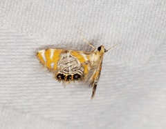 Nymphicula