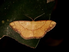 Pylargosceles steganioides