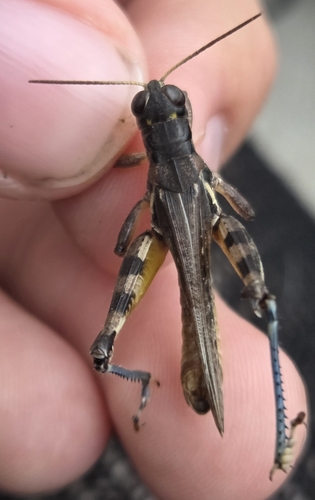 Two-spined Spur-throat Grasshopper