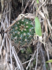 Frailea gracillima