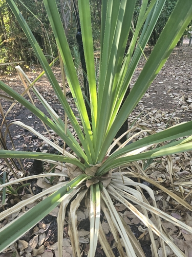 Pandanus spiralis, photograph 6