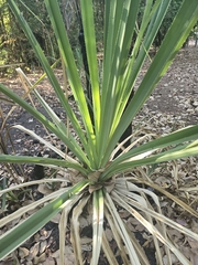 Pandanus spiralis, photograph (c) Rod Lowther, some rights reserved (CC BY)