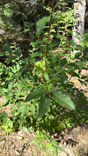autumn olive