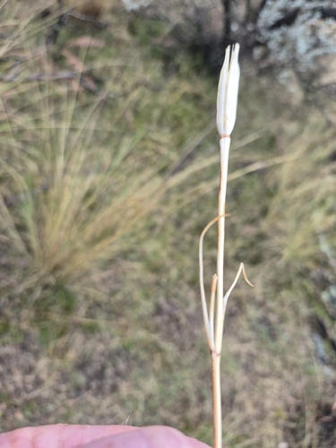 Calochortus macrocarpus, photograph 2