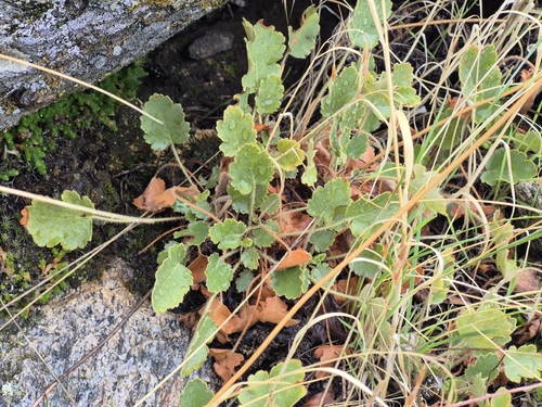 Heuchera cylindrica, photograph 4
