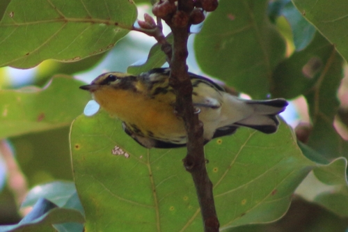 Blackburnian Warbler