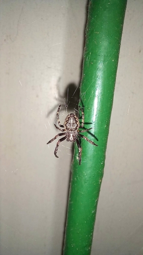 Walnut Orbweaver