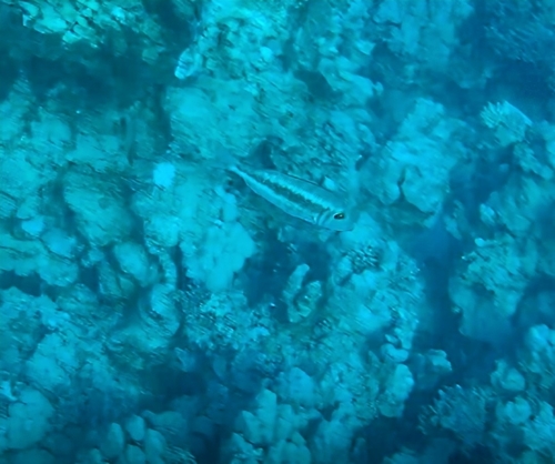 Lethrinus borbonicus observed 2026-09-05