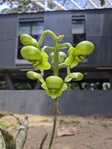 Catasetum macrocarpum