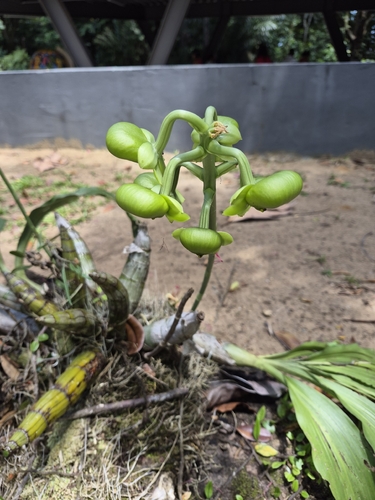 Catasetum macrocarpum, photograph 2