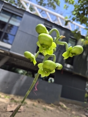Catasetum macrocarpum, photograph author not stated, no rights reserved