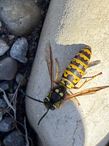 Prairie Yellowjacket