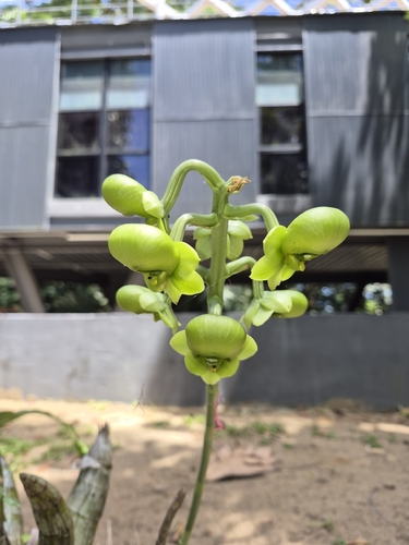 Catasetum macrocarpum, photograph 4