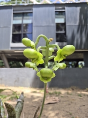 Catasetum macrocarpum, photograph author not stated, no rights reserved