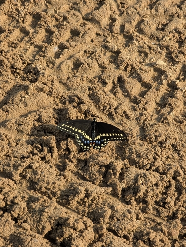 Black Swallowtail