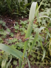 Cantharis annularis