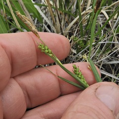 Carex garberi