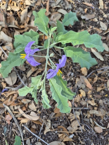 silverleaf nightshade
