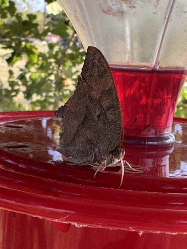 Goatweed Leafwing