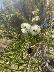 (c) Millie Brady, some rights reserved (CC BY) Melaleuca rhaphiophylla, photograph (c) Millie Brady, some rights reserved (CC BY)